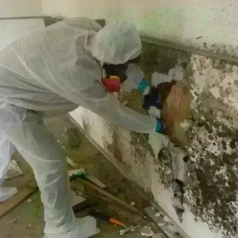 Mold Remediation and Removal in Old Forge, PA